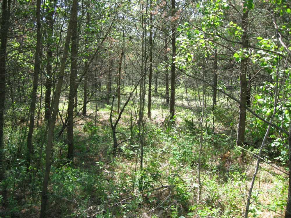 Naturist Legacy History: Gallery 01/05...The new land before purchase