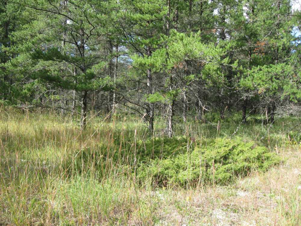 Naturist Legacy History: Gallery 01/46...The new land before purchase