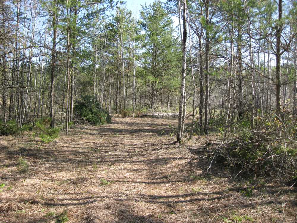 Naturist Legacy History: Gallery 11/03...Members tackle smaller projects