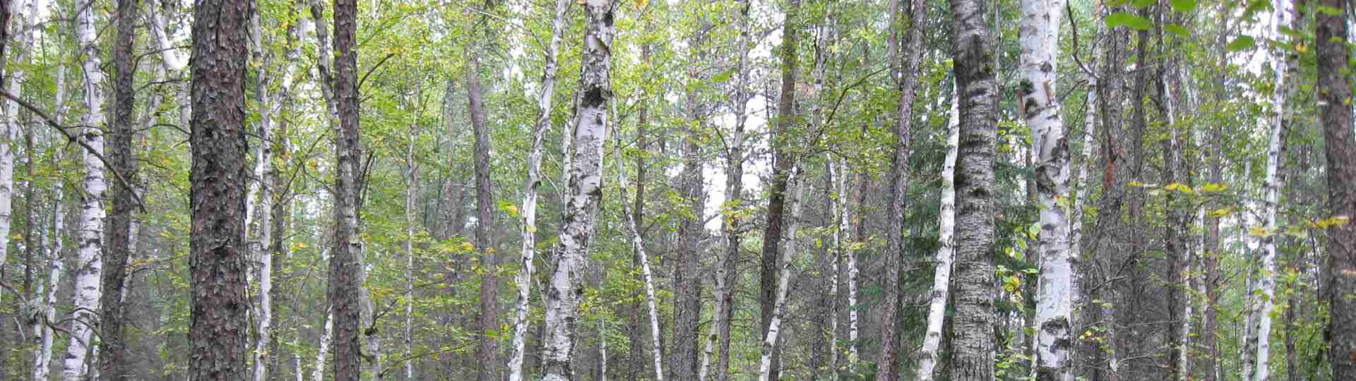 The new land before purchase ... 2010