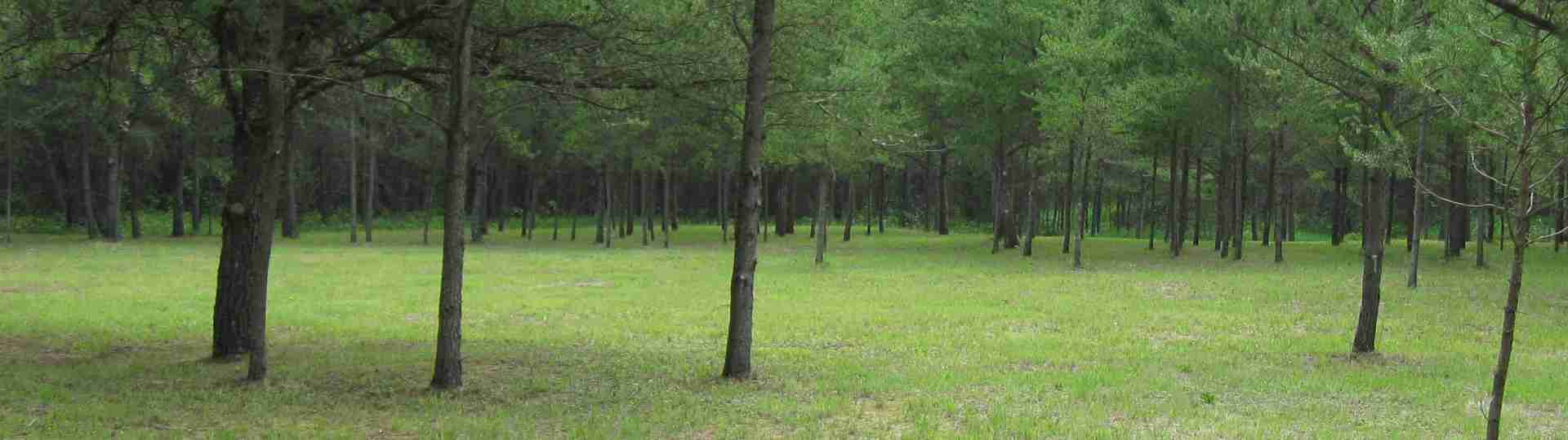 South meadow ... 2012