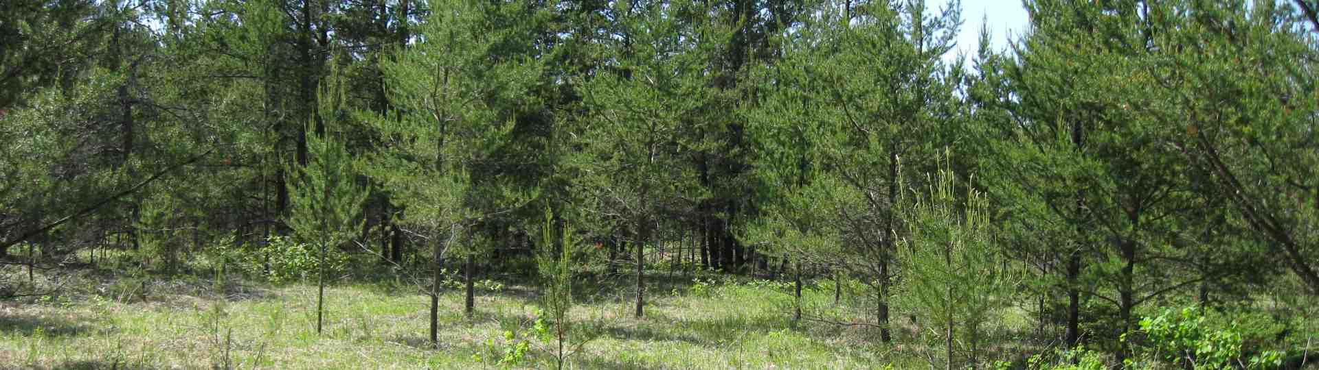 The new land before purchase ... 2010