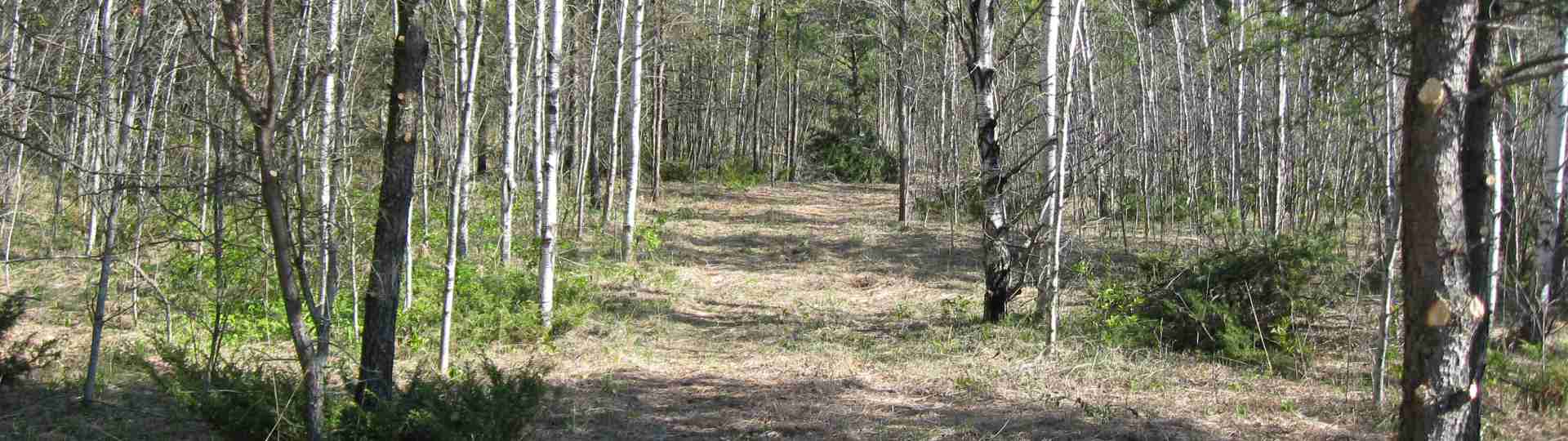 New campground road just cleared ... 2011