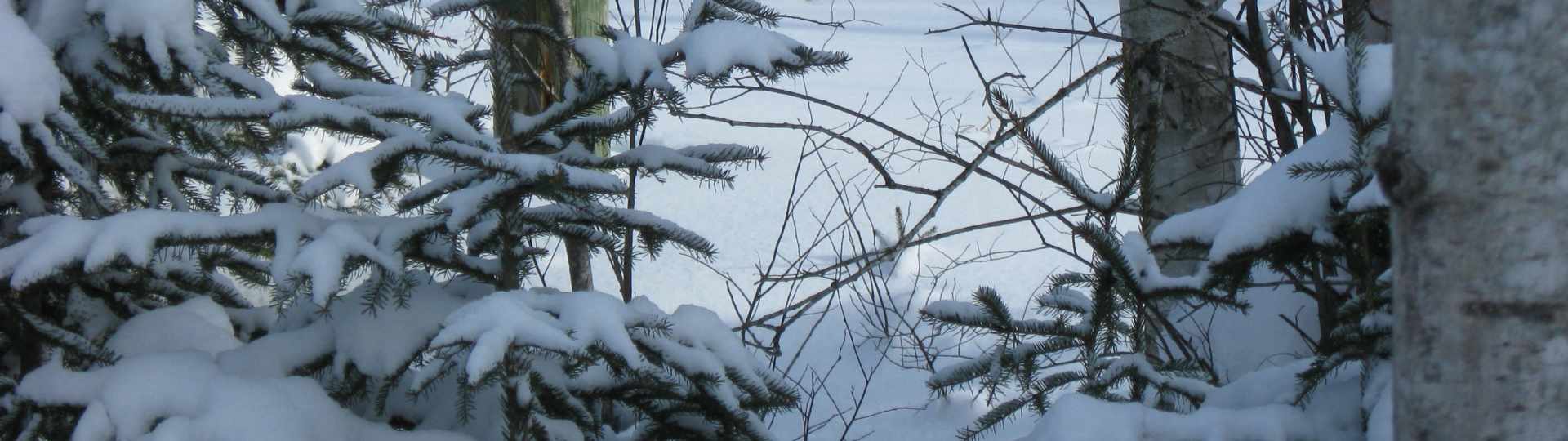 The new land under snow ... 2010
