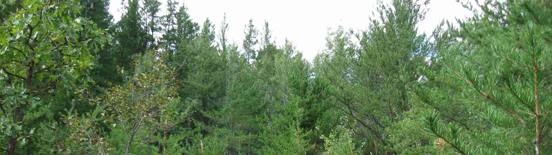 The new land before purchase ... 2010