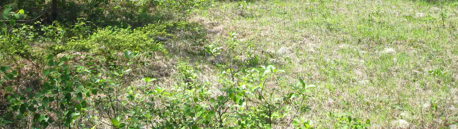 The new land before purchase ... 2010