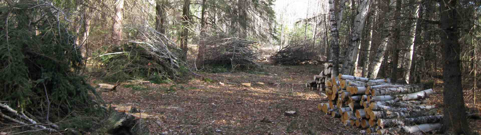 Clearing the new power line corridor ... 2010