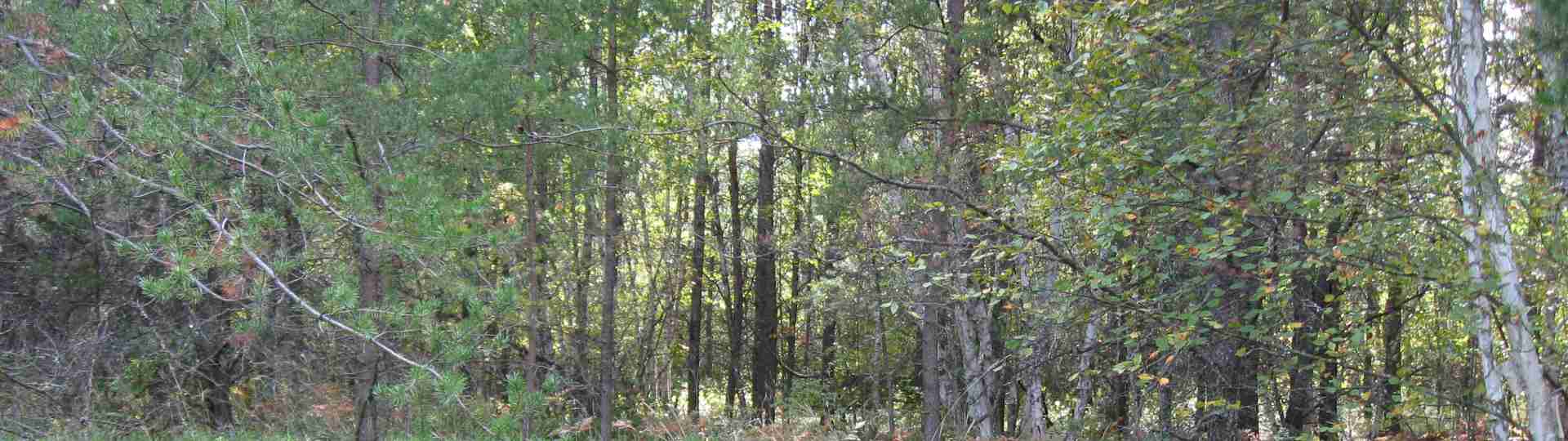 The new land before purchase ... 2010