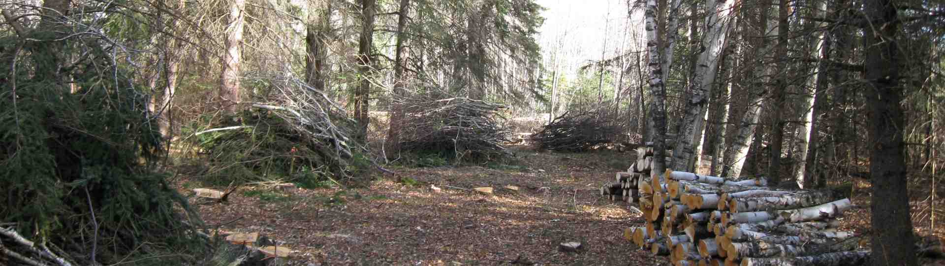 Clearing the Hydro line corridor ... 2010
